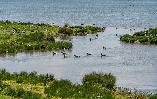 Donaumoos bei Günzburg. Foto: Maximilian Semsch für die Stadt Günzburg